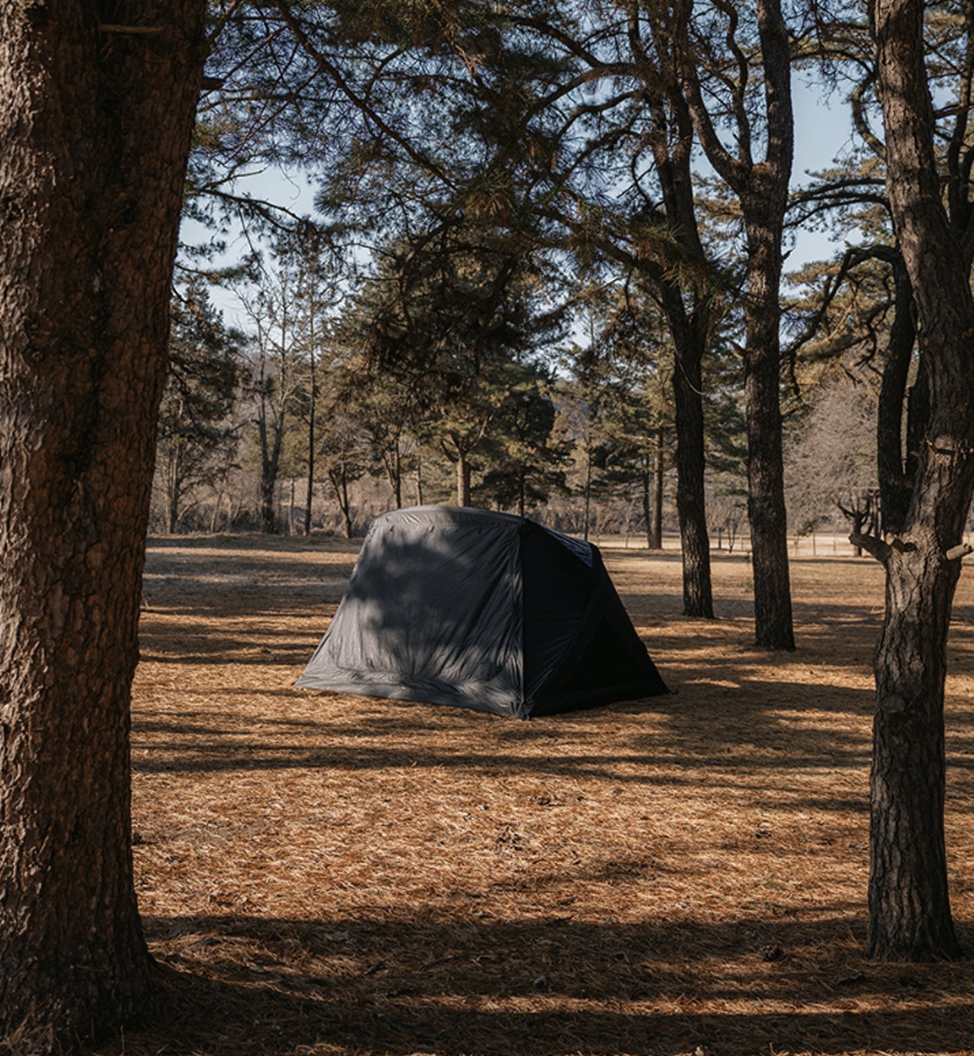 theEarth GEO AIR4 Tent, Black, side view pitched among pine trees