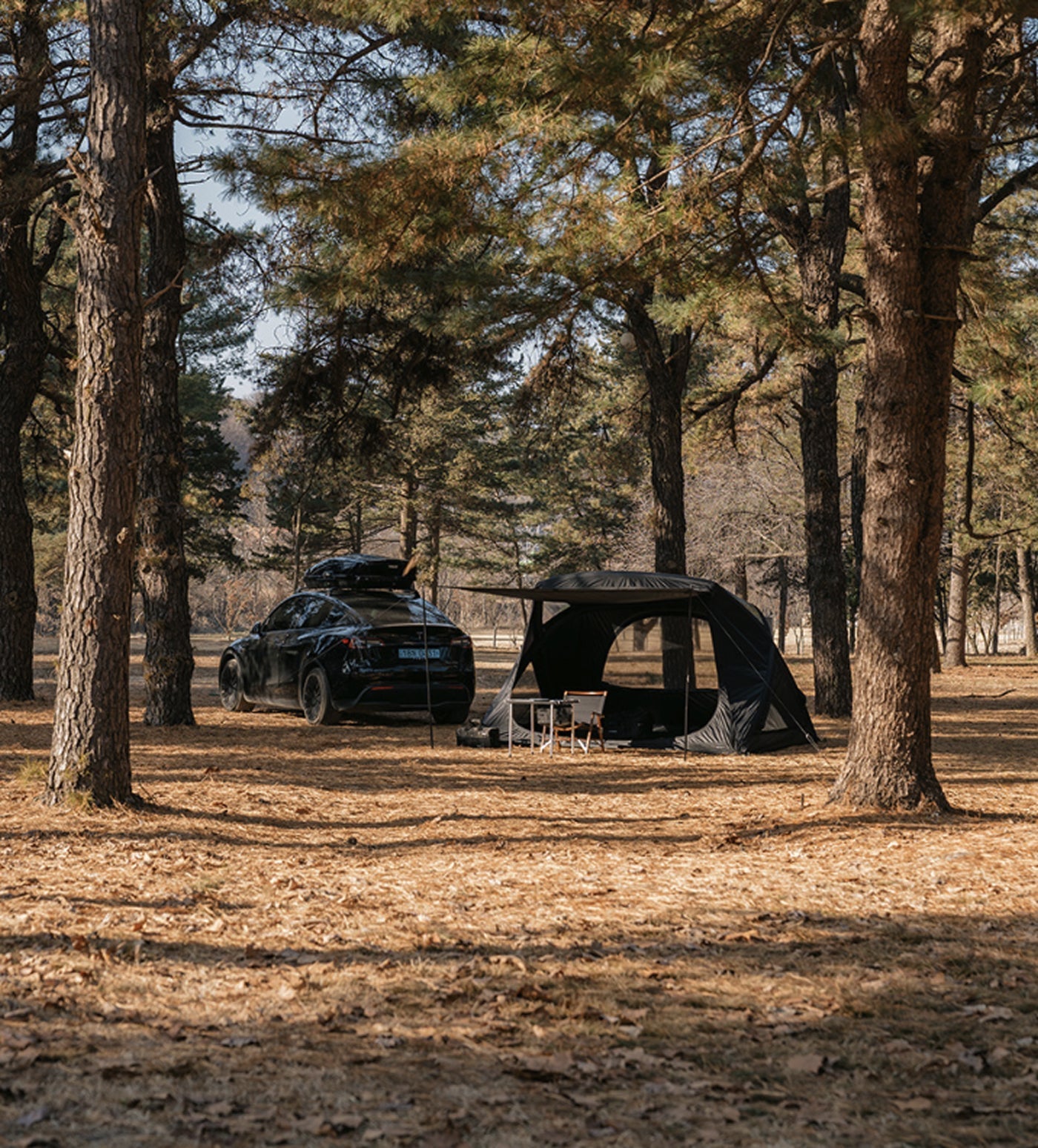 theEarth GEO AIR4 Tent, Black, pitched among tall pine trees
